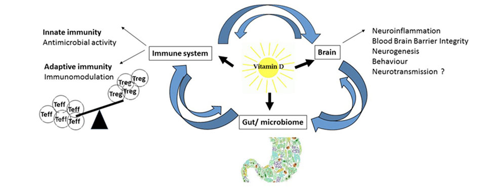 Effekte von Vitamin D auf das Immunsystem, Gehirn und Darm